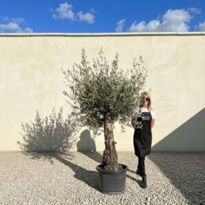 A675 Gnarled Olive Tree (Piccolo)
