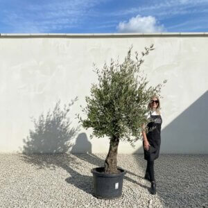 A678 Gnarled Olive Tree (Piccolo)
