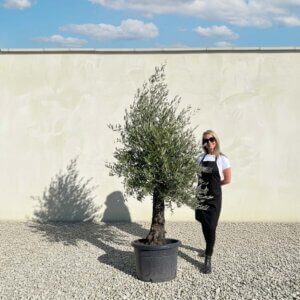 A680 Gnarled Olive Tree (Piccolo)