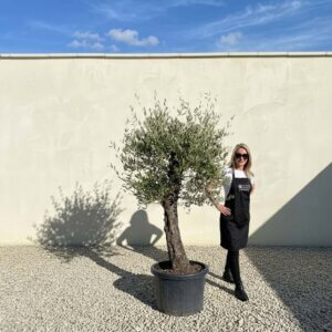 A682 Gnarled Olive Tree (Piccolo)