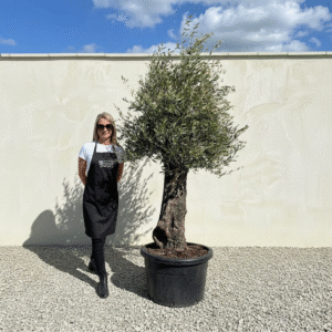 A690 Gnarled Olive Tree (Bella)