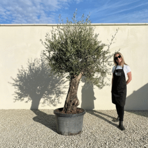 A696 Gnarled Olive Tree (Bella)