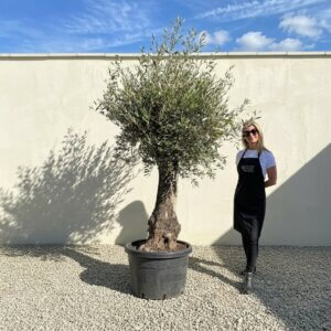 A697 Gnarled Olive Tree (Bella)