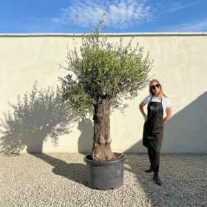 A699 Gnarled Olive Tree (Bella)
