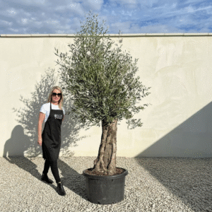 A702 Gnarled Olive Tree (Bella)
