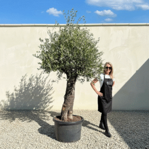 A703 Gnarled Olive Tree (Bella)