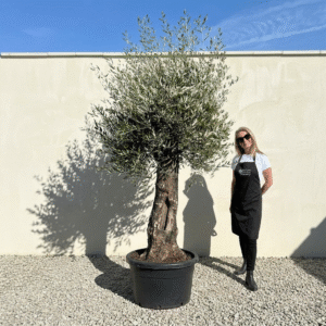 A709 Gnarled Olive Tree (Bella)