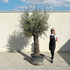 A710 Gnarled Olive Tree (Bella)
