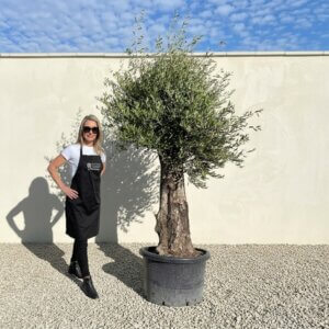 A711 Gnarled Olive Tree (Bella)