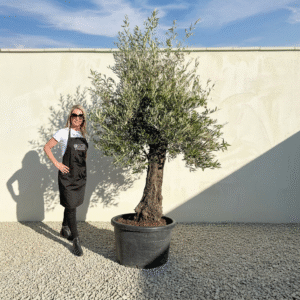 A719 Gnarled Olive Tree (Bella)