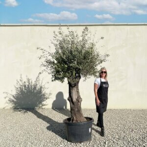 A721 Gnarled Olive Tree (Bella)