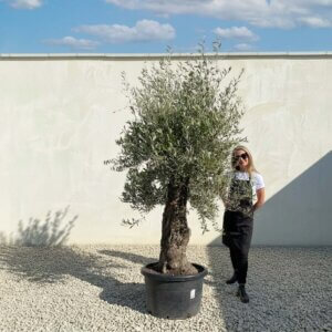 A722 Gnarled Olive Tree (Bella)