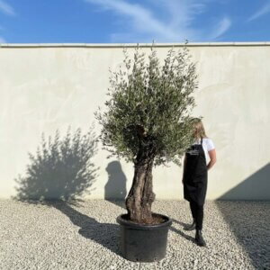 A724 Gnarled Olive Tree (Bella)
