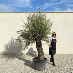 A725 Gnarled Olive Tree (Bella)