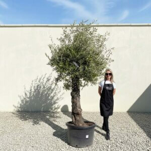 A726 Gnarled Olive Tree (Bella)