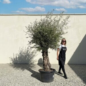 A727 Gnarled Olive Tree (Bella)
