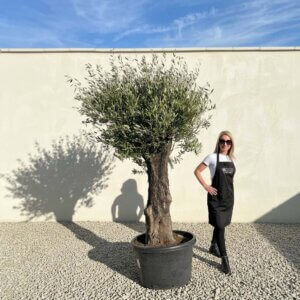 A728 Gnarled Olive Tree (Bella)