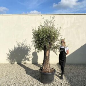 A731 Gnarled Olive Tree (Bella)
