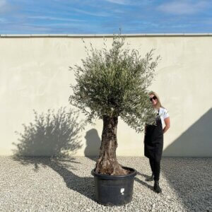 A732 Gnarled Olive Tree (Bella)