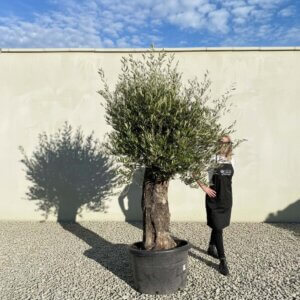 A736 Gnarled Olive Tree (Bella)