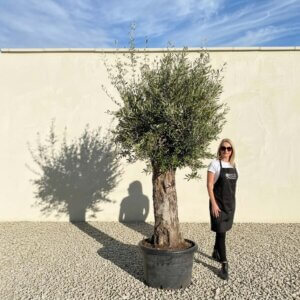 A737 Gnarled Olive Tree (Bella)