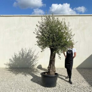A738 Gnarled Olive Tree (Bella)