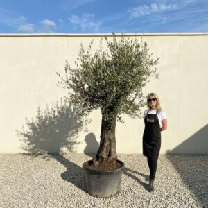 A740 Gnarled Olive Tree (Bella)