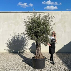 A742 Gnarled Olive Tree (Bella)
