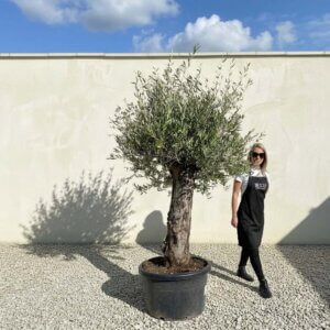 A744 Gnarled Olive Tree (Bella)