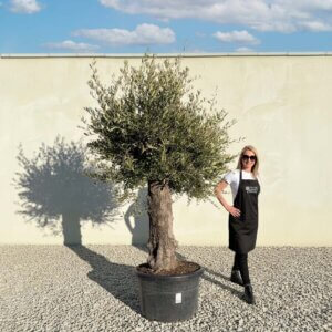A745 Gnarled Olive Tree (Bella)