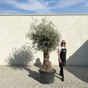 A746 Gnarled Olive Tree (Bella)