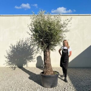 A747 Gnarled Olive Tree (Bella)