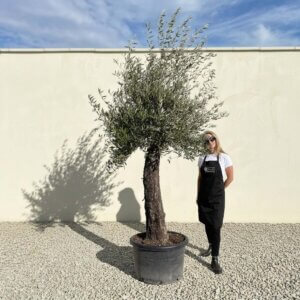 A749 Gnarled Olive Tree (Bella)
