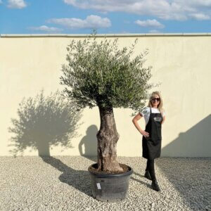 A750 Gnarled Olive Tree (Bella)