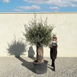 A751 Gnarled Olive Tree (Bella)
