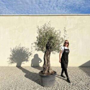 A752 Gnarled Olive Tree (Bella)