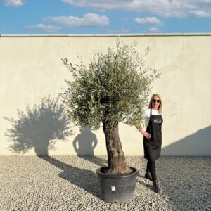 A753 Gnarled Olive Tree (Bella)