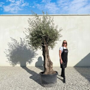 A754 Gnarled Olive Tree (Bella)