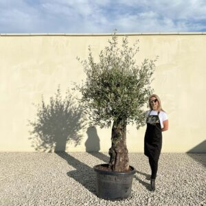 A756 Gnarled Olive Tree (Bella)