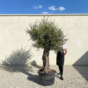 A757 Gnarled Olive Tree (Bella)