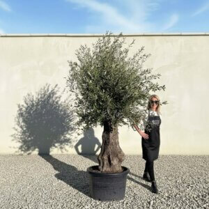 A759 Gnarled Olive Tree (Bella)