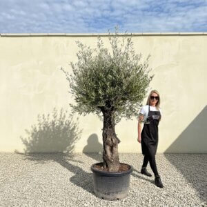 A760 Gnarled Olive Tree (Bella)