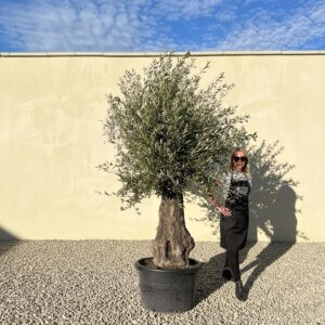 A761 Gnarled Olive Tree (Bella)