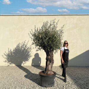 A762 Gnarled Olive Tree (Bella)