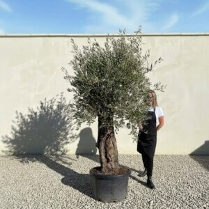 A763 Gnarled Olive Tree (Bella)