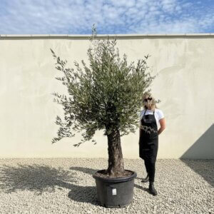 A765 Gnarled Olive Tree (Bella)