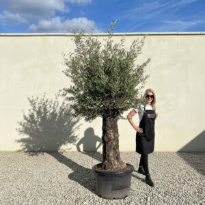 A766 Gnarled Olive Tree (Bella)