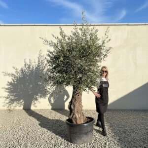 A769 Gnarled Olive Tree (Bella)
