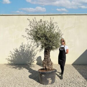 A772 Gnarled Olive Tree (Bella)