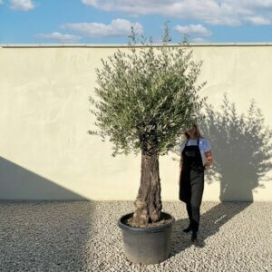 A773 Gnarled Olive Tree (Bella)